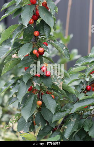 Lapins ciliegia con frutti di un albero - ciliege con fogliame verde Foto Stock