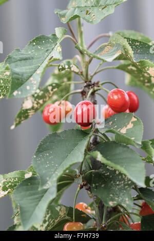 Lapins ciliegia con frutti di un albero - ciliege con fogliame verde Foto Stock