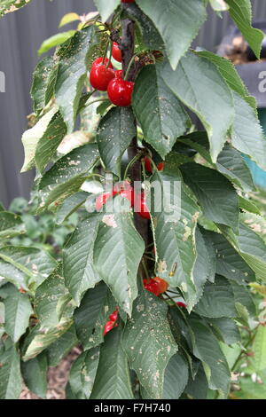 Lapins ciliegia con frutti di un albero - ciliege con fogliame verde Foto Stock