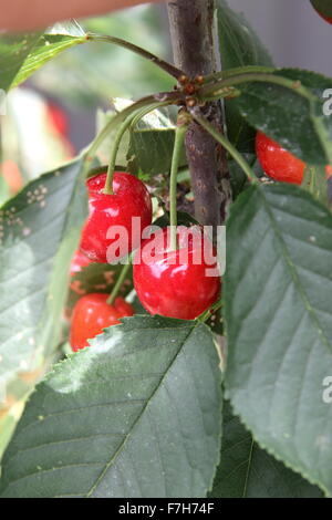 Lapins ciliegia con frutti di un albero - ciliege con fogliame verde Foto Stock