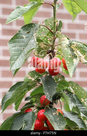 Lapins ciliegia con frutti di un albero - ciliege con fogliame verde Foto Stock