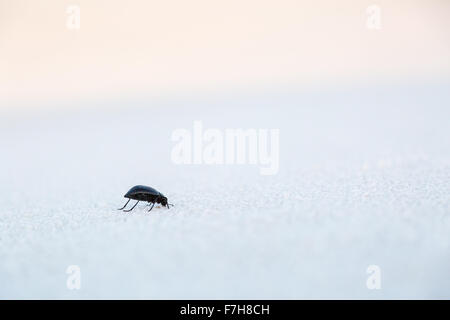 Un darkling beetle rovistando nella sabbia, White Sands National Monument, Nuovo Messico Foto Stock