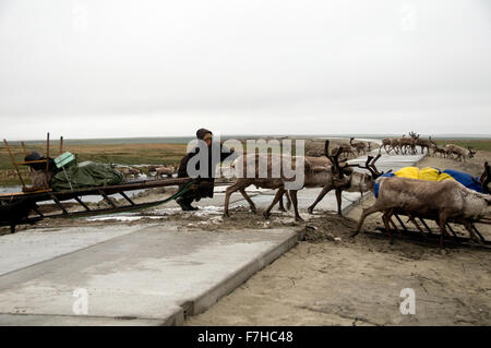 Nenets renne herder attraversamento stradale in cemento vicino a Bovanenkovo campo di gas Foto Stock