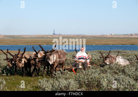 Nenets renne herder slittino vicino a Bovanenkovo campo di gas Foto Stock