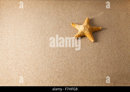 Conchiglie sulla sabbia con bassa illuminazione Foto Stock