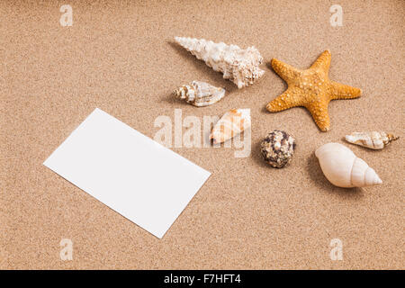 Conchiglie sulla sabbia con bassa illuminazione Foto Stock