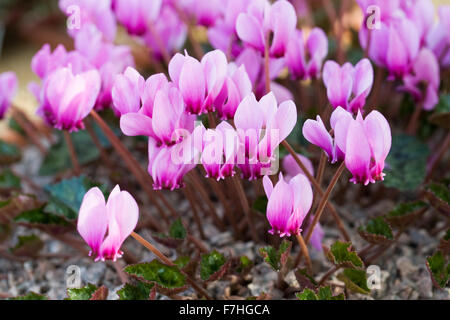 Ciclamino hederifolium. Foto Stock