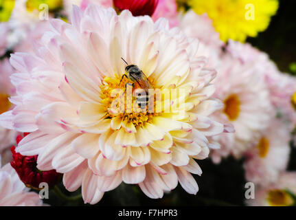 Ape su rosa fiore a margherita Foto Stock