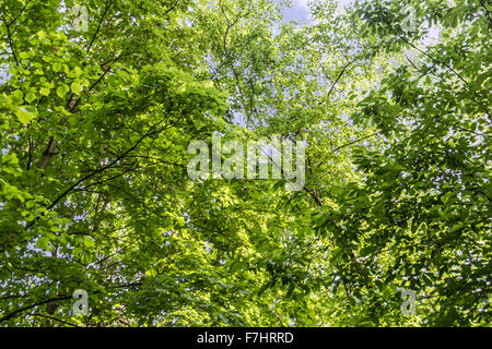 Le piante nel principale del giardino botanico di nome di Tsitsin Foto Stock