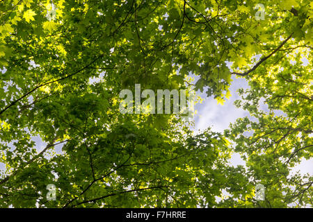 Le piante nel principale del giardino botanico di nome di Tsitsin Foto Stock