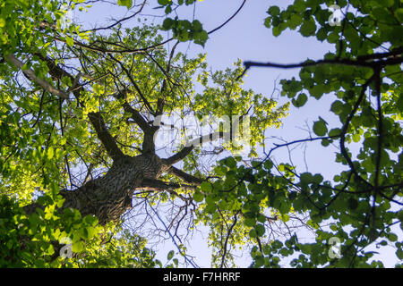 Le piante nel principale del giardino botanico di nome di Tsitsin Foto Stock