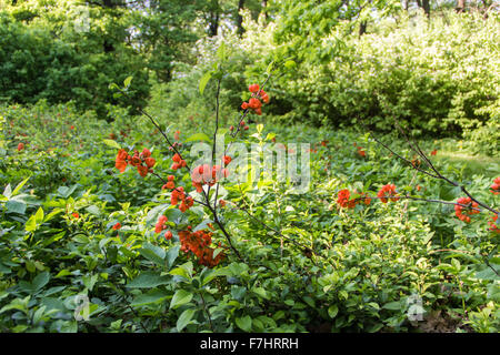 Le piante nel principale del giardino botanico di nome di Tsitsin Foto Stock