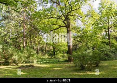 Le piante nel principale del giardino botanico di nome di Tsitsin Foto Stock