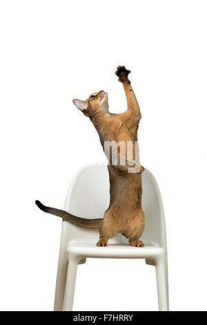 Gatto abissino riproduce in piedi sulle zampe posteriori su una sedia isolati su sfondo bianco Foto Stock