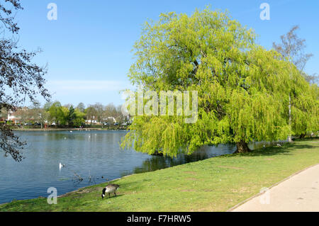 Salice piangente tree (Salix babylonica) Roath Park Lake, Cardiff, Galles del Sud, Regno Unito. Foto Stock
