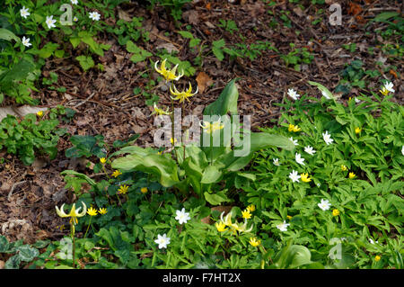 I turchi Cap Lilly Lilium superbum, Roath Park, Cardiff, Galles, UK. Foto Stock