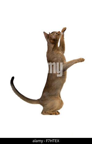 Gatto abissino riproduce in piedi sulle zampe posteriori isolate su sfondo bianco Foto Stock