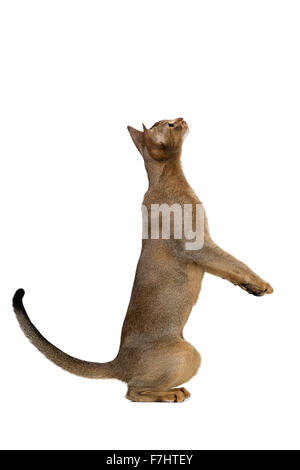 Gatto abissino riproduce in piedi sulle zampe posteriori isolate su sfondo bianco Foto Stock