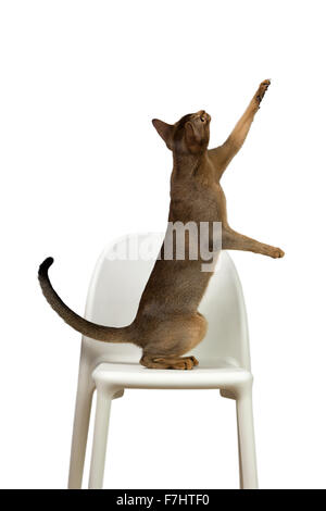 Gatto abissino riproduce in piedi sulle zampe posteriori su una sedia isolati su sfondo bianco Foto Stock