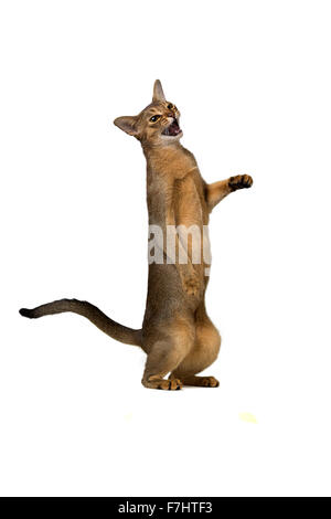 Gatto abissino riproduce in piedi sulle zampe posteriori isolate su sfondo bianco Foto Stock