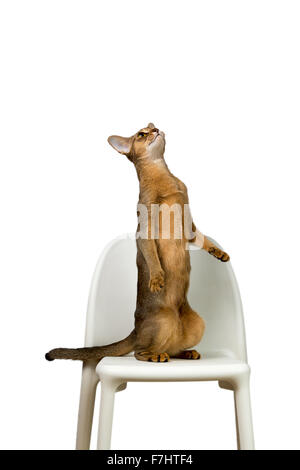 Gatto abissino riproduce in piedi sulle zampe posteriori su una sedia isolati su sfondo bianco Foto Stock