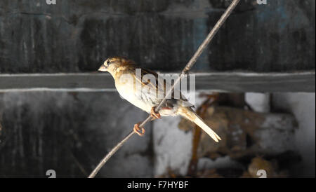 Home Sparrow siede su un filo Foto Stock