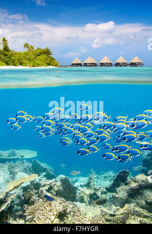 Isole Maldive - tropical vista subacquea con banchi di pesci Foto Stock