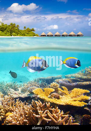Isole delle Maldive - tropical vista subacquea con pesce e reef Foto Stock
