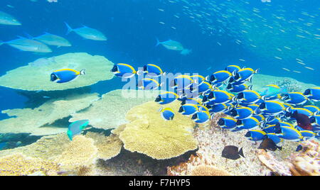 Vista subacquea con pesce, Maldive, Oceano Indiano Foto Stock