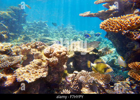 Vista subacquea con pesce, isole Maldive, Oceano Indiano Foto Stock