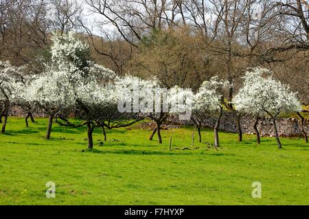 Lyth Valley. Damson alberi in fiore nel frutteto. Flodder Hall, Howe, Parco Nazionale del Distretto dei Laghi, Cumbria, Inghilterra, Regno Unito. Foto Stock