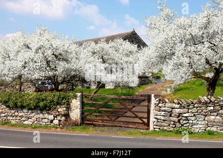 Lyth Valley. Struttura Damson frutteti in fiore. Dawson piega, il Howe, Parco Nazionale del Distretto dei Laghi, Cumbria, Inghilterra, Regno Unito. Foto Stock