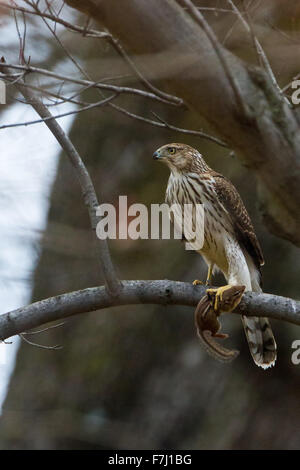 Red-tailed hawk con Scoiattolo striado Foto Stock