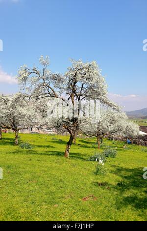 Lyth Valley. Struttura Damson frutteti in fiore. Flodder Hall Farm, la Howe, Parco Nazionale del Distretto dei Laghi, Cumbria, Inghilterra, Regno Unito. Foto Stock