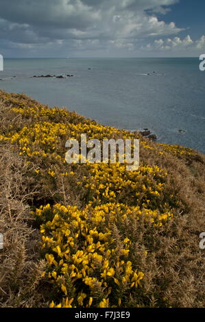 Gorse comune in fiore in primavera su Lizard Point, Cornwall Foto Stock