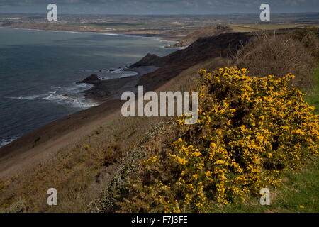 Il North Cornish Coast verso Widemouth, da Dizzard, con comuni ginestre, nel Boscastle per Widemouth SSSI, North Cornish Co Foto Stock