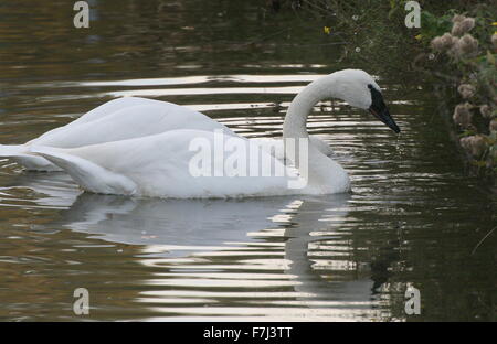Coppia di due North American Trumpeter Swans (Cygnus buccinatore) rovistando in un lago Foto Stock