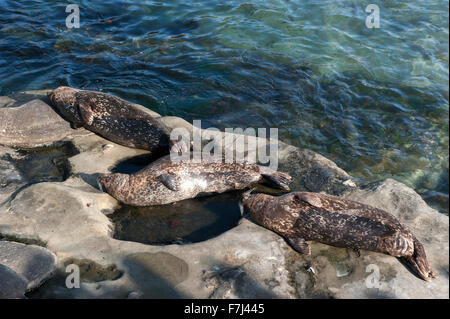 Guarnizioni di tenuta a prendere il sole sulla roccia Foto Stock