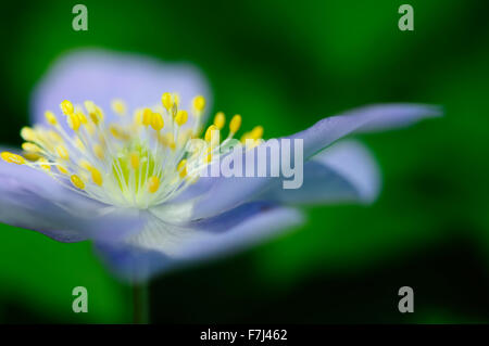 Anemone Robinsoniana con blu pallido petali e stami gialli. Foto Stock