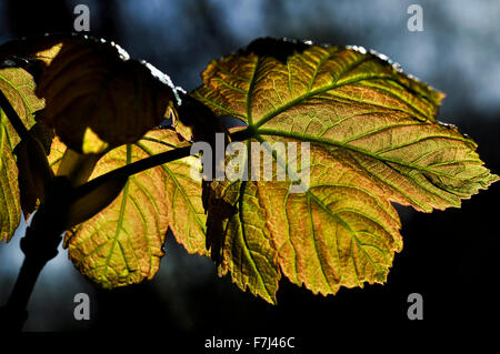 Luce del sole di primavera rivelando un pattern di vene nella nuova foglia di un sicomoro. Foto Stock