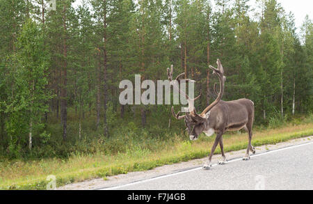 Adulto cervo con corna sul lato della strada in Finlandia sullo sfondo della foresta verde. Foto Stock