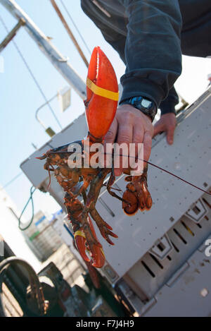 Pescatore che mostra appena pescato astice Foto Stock