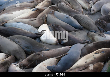 Grande gruppo di guarnizioni di tenuta in appoggio sulla spiaggia Foto Stock