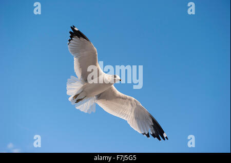 Gabbiano vola nel cielo blu Foto Stock