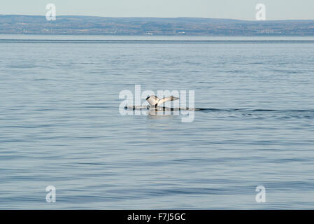 La balena fluke che appare al di sopra dell'acqua Foto Stock