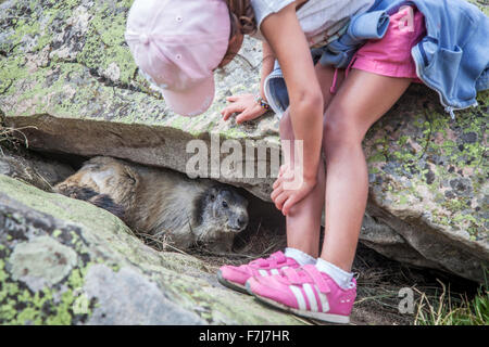 MARMOTTA Foto Stock