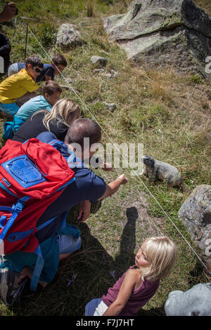 MARMOTTA Foto Stock