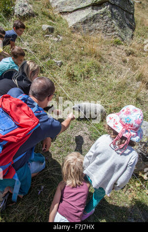 MARMOTTA Foto Stock