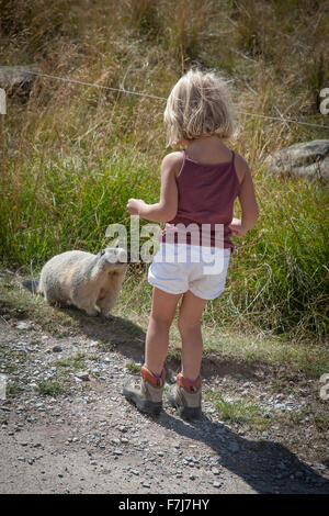 MARMOTTA Foto Stock