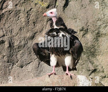 African White-headed Vulture (Trigonoceps occipitalis) Foto Stock